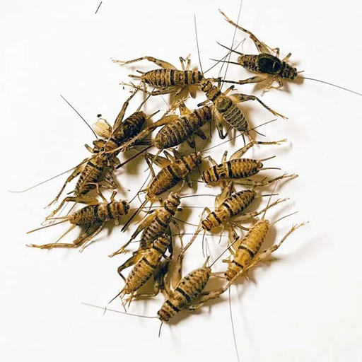 [SVFFCRIC04] Feeder Crickets Pack of Approx 60pcs XS