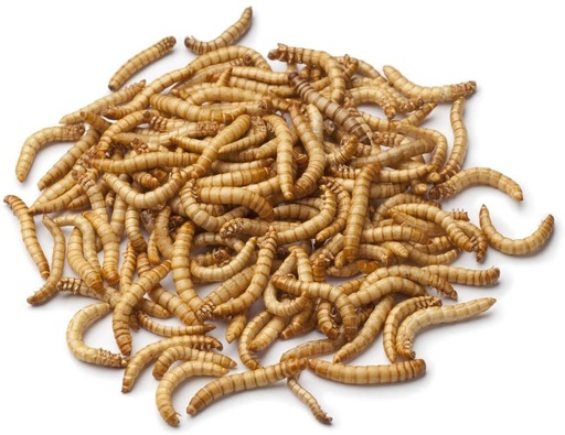 [SVFFMEAL01] Feeder Mealworms Bulk Pack 50gm