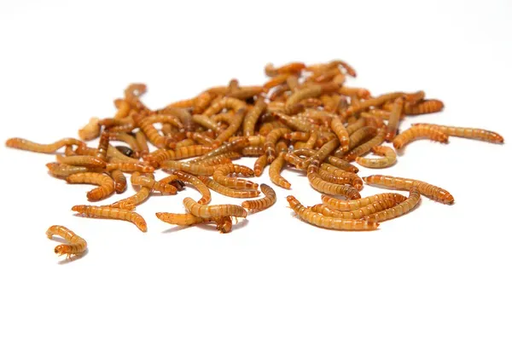 [SVFFMEAL02] Feeder Mealworm Pack of Approx. 100pcs