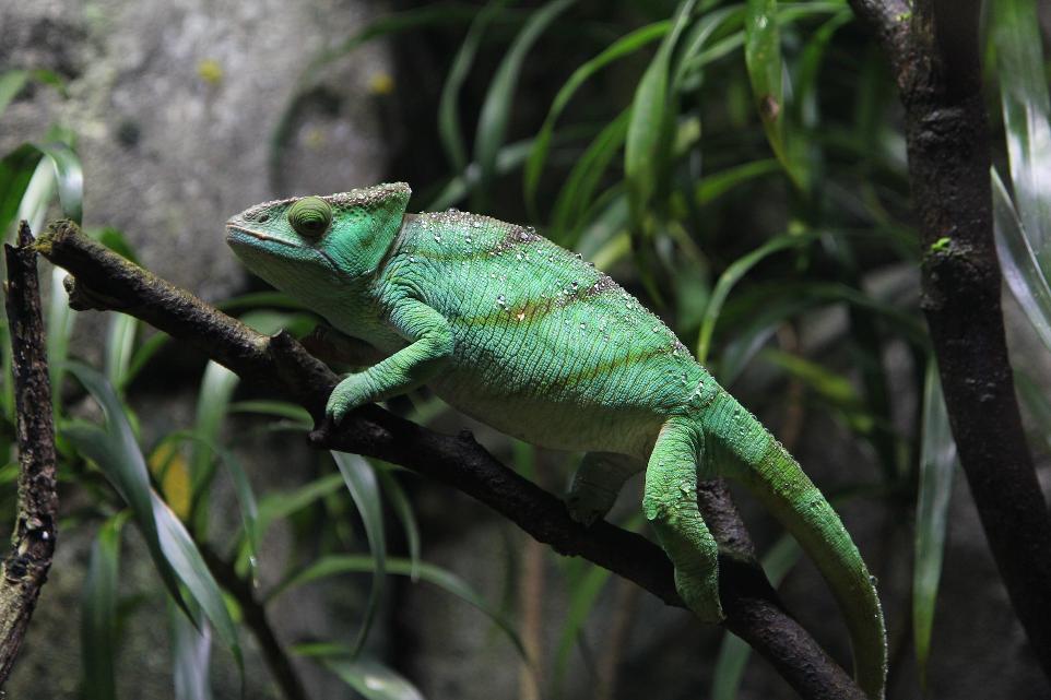 green cameleon on brown branch