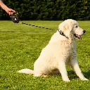 Ferplast Flippy One Reflex Cord Large-Acid Green.webp