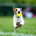 Skipdawg Original Agility Ball Dog Toy 2pack Medium