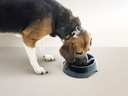 Savic Slow Down Dog Bowl Small 400ml Size 1