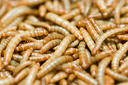 Feeder Mealworm Pack of Approx. 100pcs