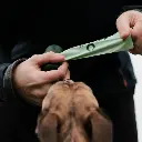 Beco Pets Mint Scented Dog Poo Bags 120 Refills 8 Rolls x 15bags