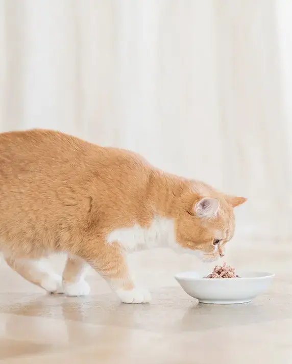 Schesir Cat Wet Food-Tuna With Mahi (Min Order 85g - 14pcs)[Weight - 85g] (1).webp