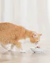 Schesir Cat Wet Food-Tuna With Mahi (Min Order 85g - 14pcs)[Weight - 85g] (1).webp