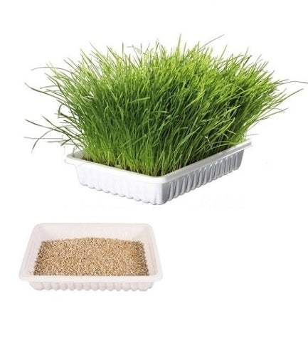 Trixie Cat Grass in Tray for Cats - 100G