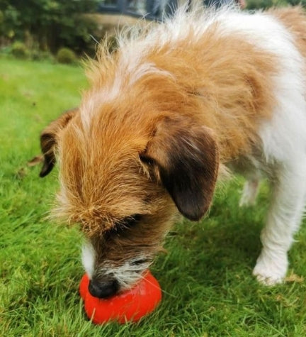 Frogg Bobbly Ball Dog Toy - RED/5CM