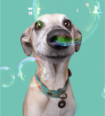 DWAM Janis Dog Collar - TURQUOISE/S(27-33X2CM)