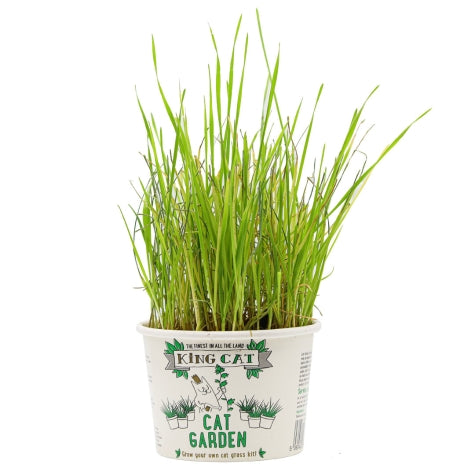 King Cat Garden Cat Grass - 12G