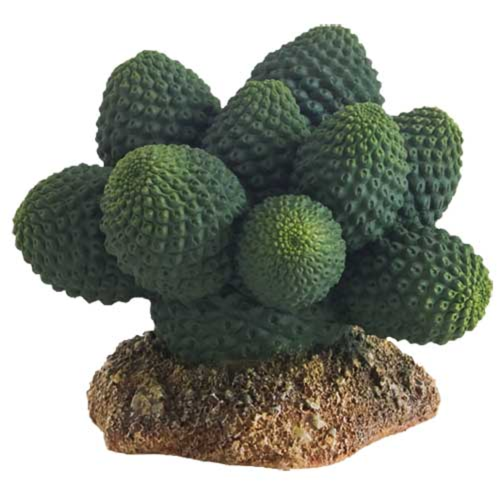 Hobby Cactus Atacama 7 cm