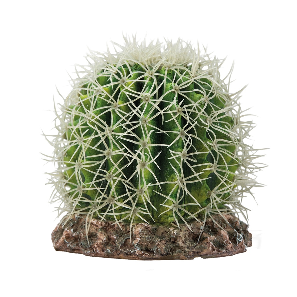 Hobby Cactus Sonora Medium