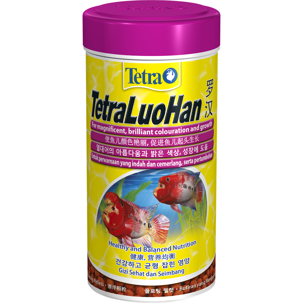 Tetra Luohan Flower Horn 1L