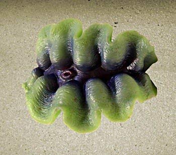 Nature's Image Ni-102A Trodacma Maxima Turquoise 4x4x3 Inch. Maxima Clam Replica Coral