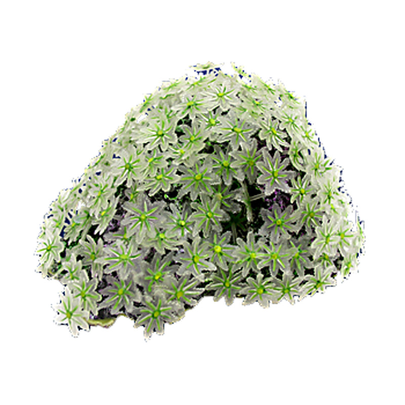 Nature's Image Ni-119A Clavularia Green 6x5x3.5 Inch. Clove Polyp Replica Coral