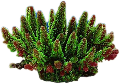 Nature's Image Ni-71A Acropora Humilis Green 8.5x6x6.5 Inch. Pyramid Coral Replica