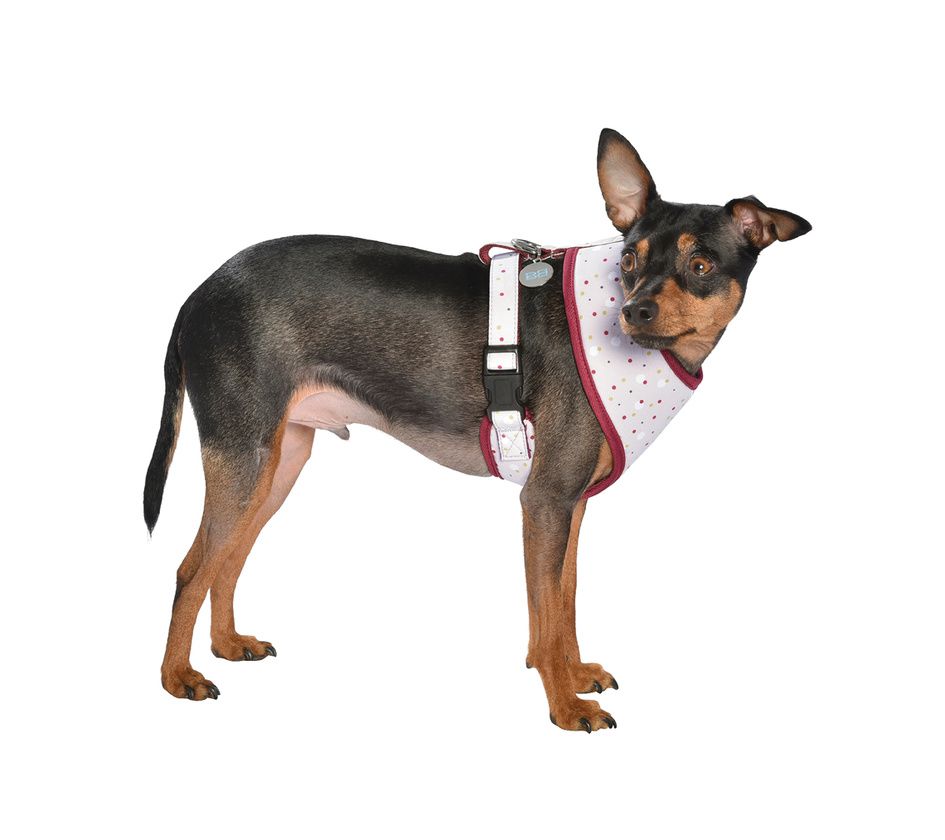 Bobby Dots T-Shirt Harness Beige Medium