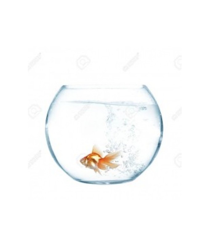 Camry Glass Bowl 8inch