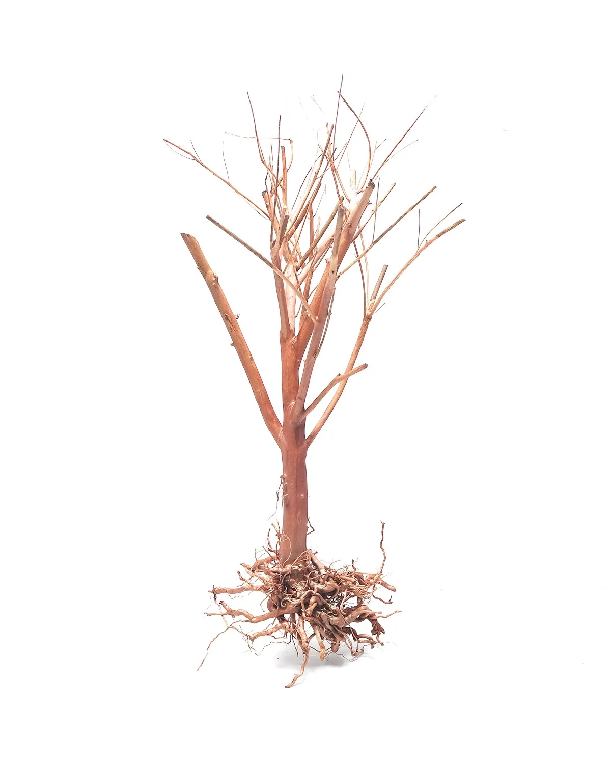[MJDR08-46M] SV Aquarium Deco Photinia Wood - Medium - 25-30cm - Box