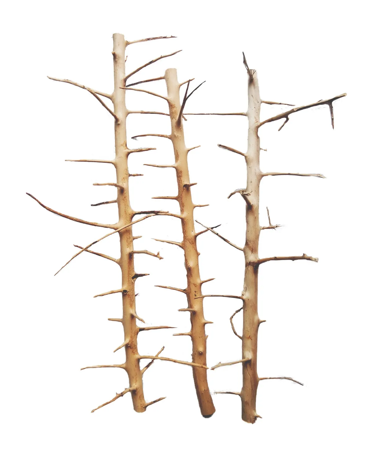 [MJDR08-28S] SV Aquarium Deco Long Hands Wood - Small - 20-30cm - Box