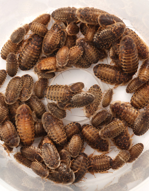 Feeder Dubia Roaches Medium 20's Pack