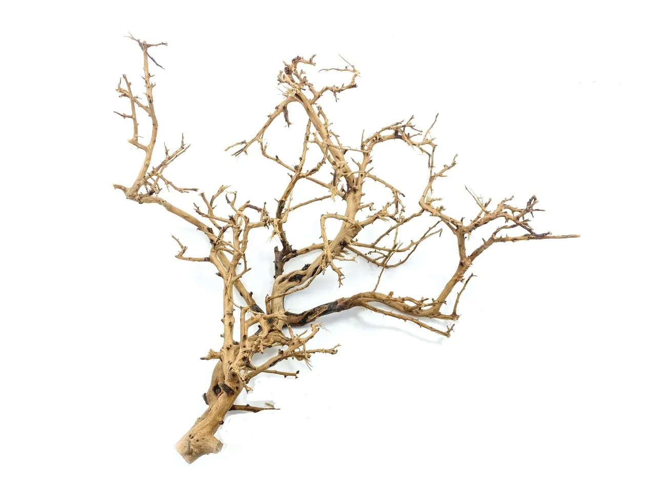 [MJDR08-18] SV Aquarium Deco Tiny Ramous Wood 20x50cm