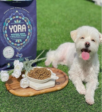 [101416-1] Yora Pet Foods Insect Protein Small Breed Adult Dry Dog Food - 1.5KG