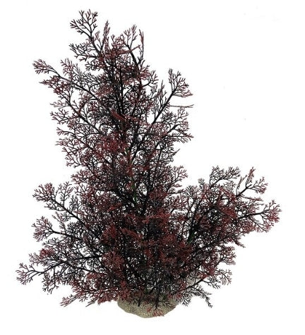 [406882-2] Aqua D'Ella Phoenix - RED/56CM