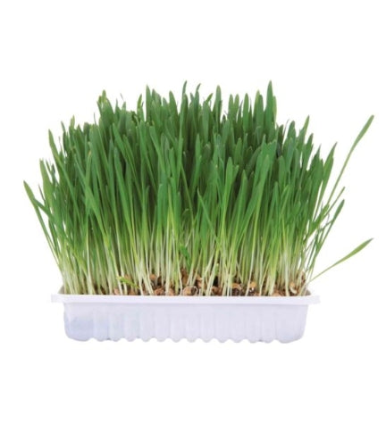 [101066-1] Trixie Small Animal Grass Treat for Small Pets - 100G
