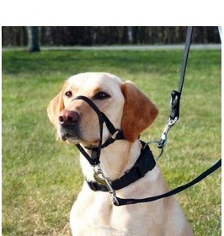 [201113-2] Trixie Top Trainer Black Headcollar for Dogs Large 31cm