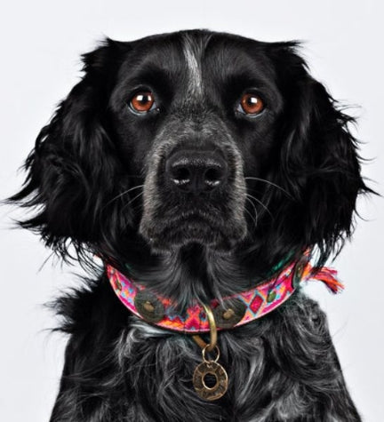 [206237-2] DWAM Boho Rosa Leather Dog Collar - PINK/XS(23-29X2CM)