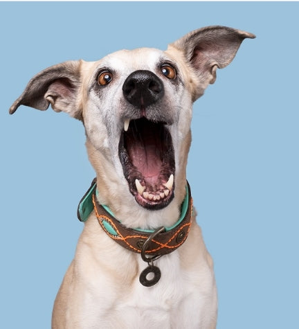 [206235-5] DWAM Joplin Dog Collar - BROWN/S(27-33X2.5CM)