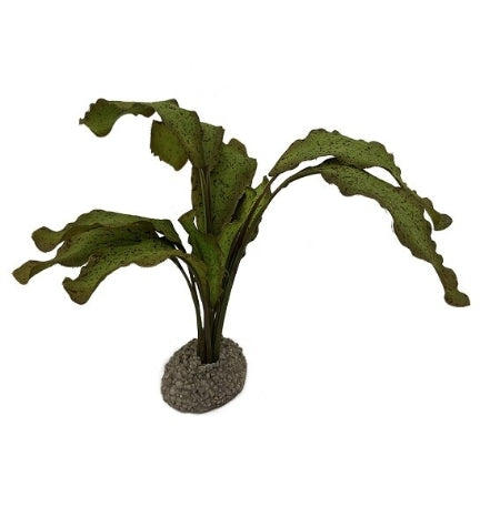 [406885-1] Aqua D'Ella Echinodorus 1 - GREEN/5CM