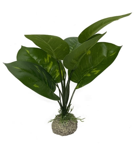 [406888-1] Aqua D'Ella Anubias 1 - GREEN/24CM