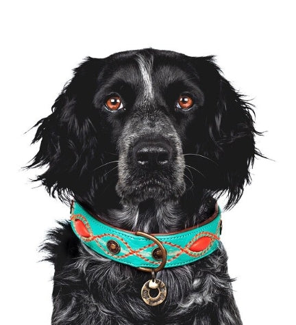 [206234-9] DWAM Janis Dog Collar - TURQUOISE/XL(47-57X4CM)