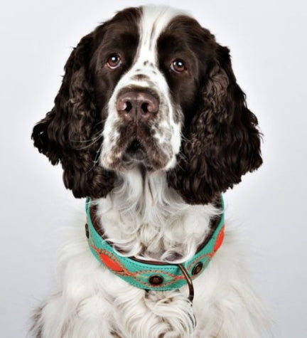 [206234-5] DWAM Janis Dog Collar - TURQUOISE/S(27-33X2.5CM)