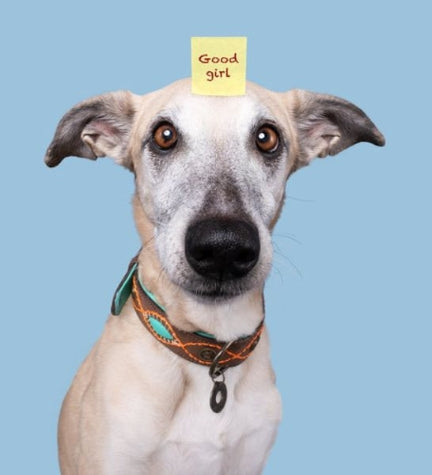 [206235-9] DWAM Joplin Dog Collar - BROWN/XL(47-57X4CM)