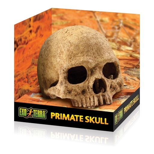 [HAPT2855] Hagen Terrarium Decor Primate Skull