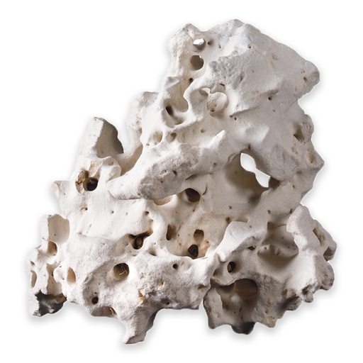 [HO40653] Hobby Cavity Rock Asian XL  Above 3.5kg