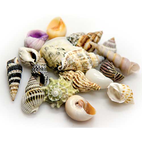 [HO40226] Hobby Sea Shells Large In Deco Glass Jar 1L