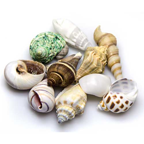 [HO40223] Hobby Sea Shells In Deco Glass Jar Small / Medium 1L