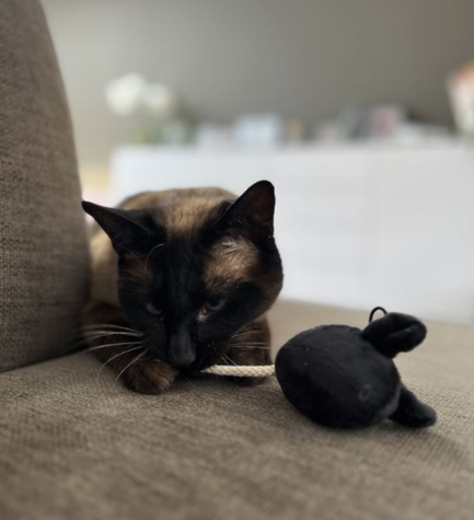 [206770-1] D&D Home I Love Happy Cats Moosy Play Mouse Cat Toy - BLACK&WHITE/20X5X5CM