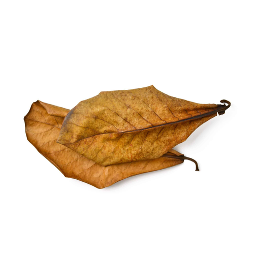[MJDR08-43] SV Aquarium Deco Catappa Leaves 15-25 cm, 10 pcs/pk
