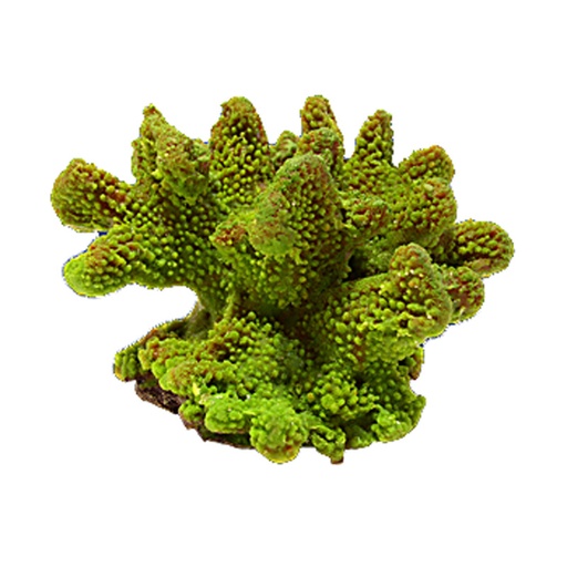[NI-06A] Nature's Image Ni-06A Pocillopora Verrucosa Green 8x7.5x4.5 Inch. Replica Coral
