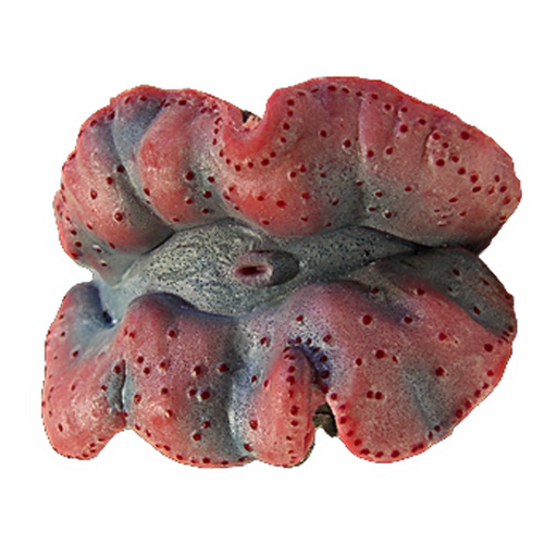[NI-103C] Nature's Image Ni-103C Trodacma Maxima 6x4x3 Inch. Replica Coral