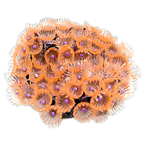 [NI-116B] Nature's Image Ni-116B Protopalythoa Orange 3.25x3.5x3.125 Protopalythoa Replica Coral