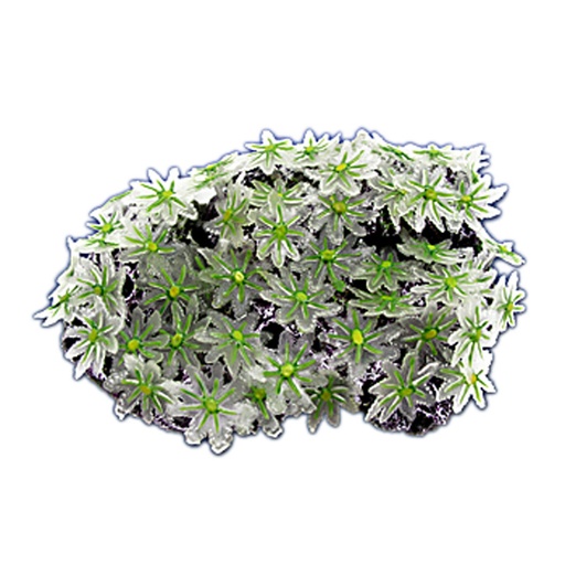 [NI-120A] Nature's Image Ni-120A Clavularia White 4.5x3.25x1.5 Clavularia Replica Coral
