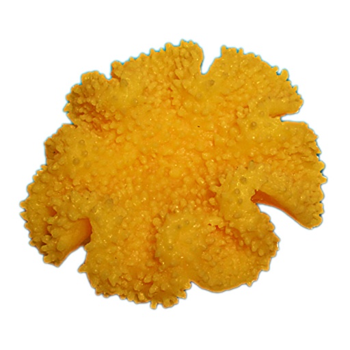 [NI-150A] Nature's Image Ni-150A Sarcophyton Elegans Yellow 5x4.75x2.25 Inch. Yellow Toadstool Leather Coral Replica