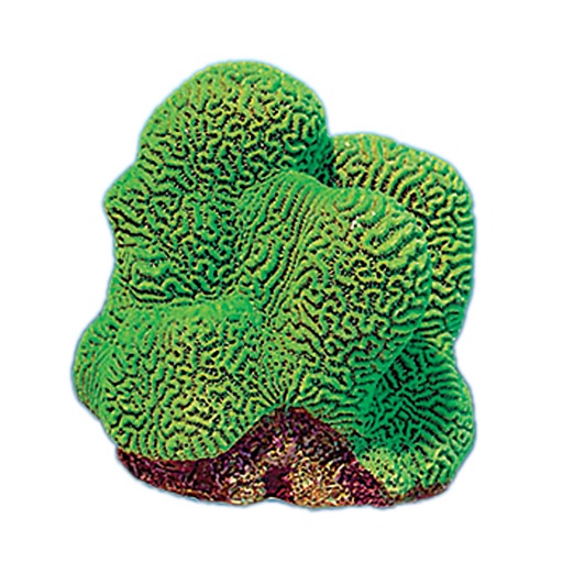 [NI-21A] Nature's Image Ni-21A Platygyra Daedalea Green Green 6x5.5x5.5 Inch. Lesser Valley Brain Coral Replica Replica Coral